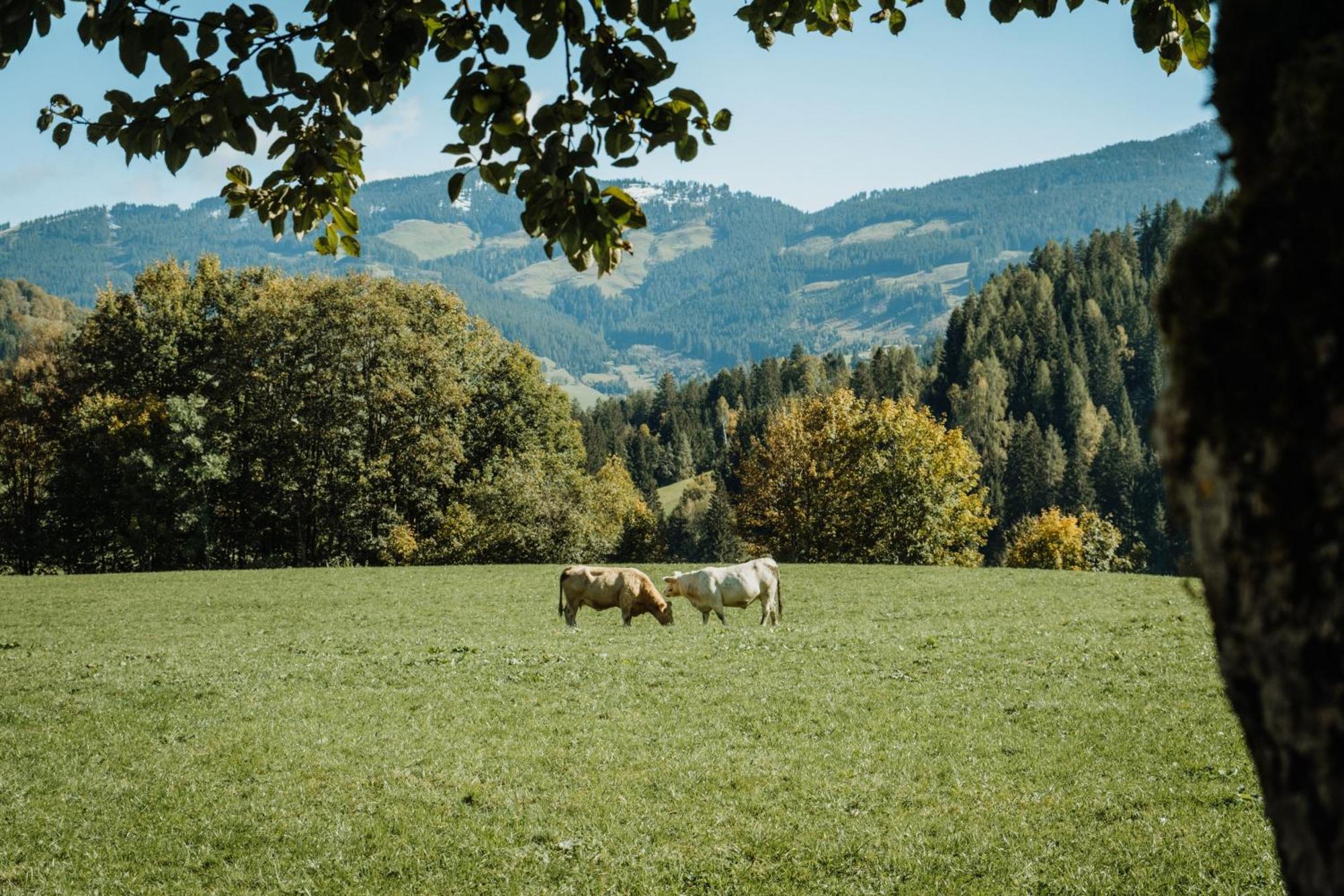 Biohof Ebengut Aparthotel Maria Alm am Steinernen Meer Exterior foto